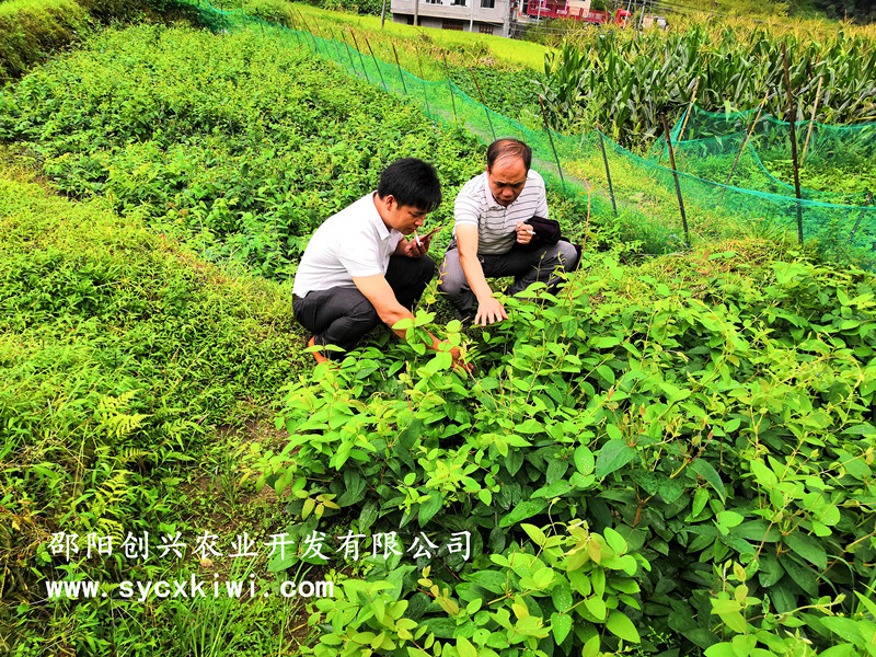 金銀花苗 湘蕾金銀花苗 批發 種植